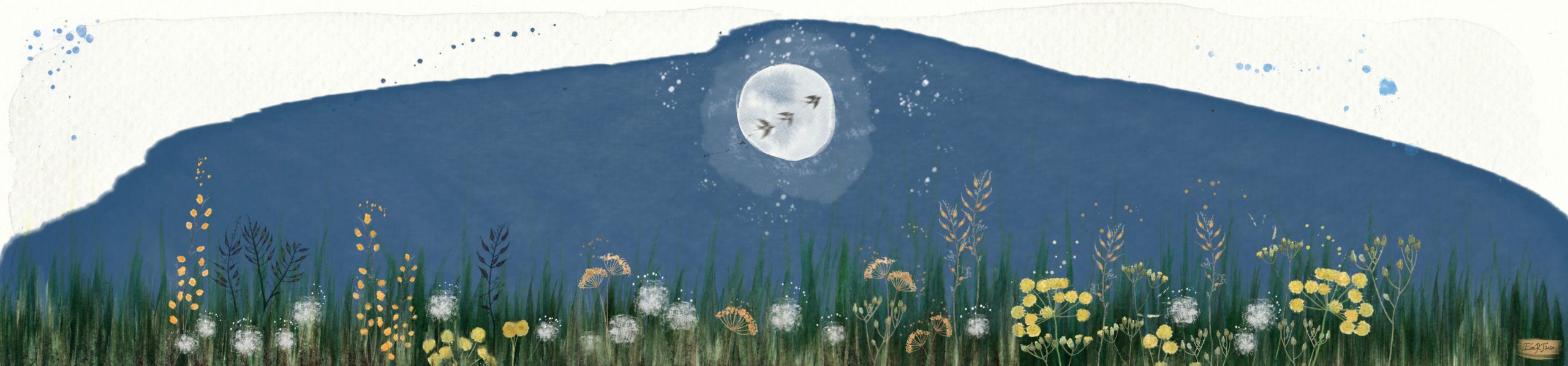 Campo de noche